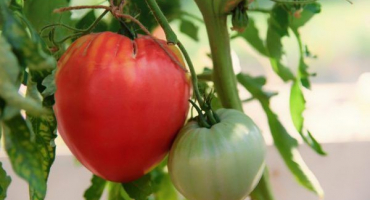 Odrůdové rysy rajčat šlechtic